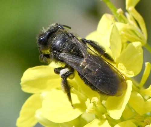 Andrena sp.